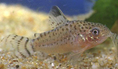 Corydoras punctatus
